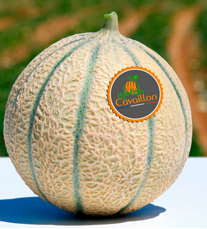 melon-cavaillon-sud